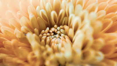 Chrysanthemum, Flower, Petals, Macro, Yellow Chrysanthemum, Flower, Petals, Macro, Yellow