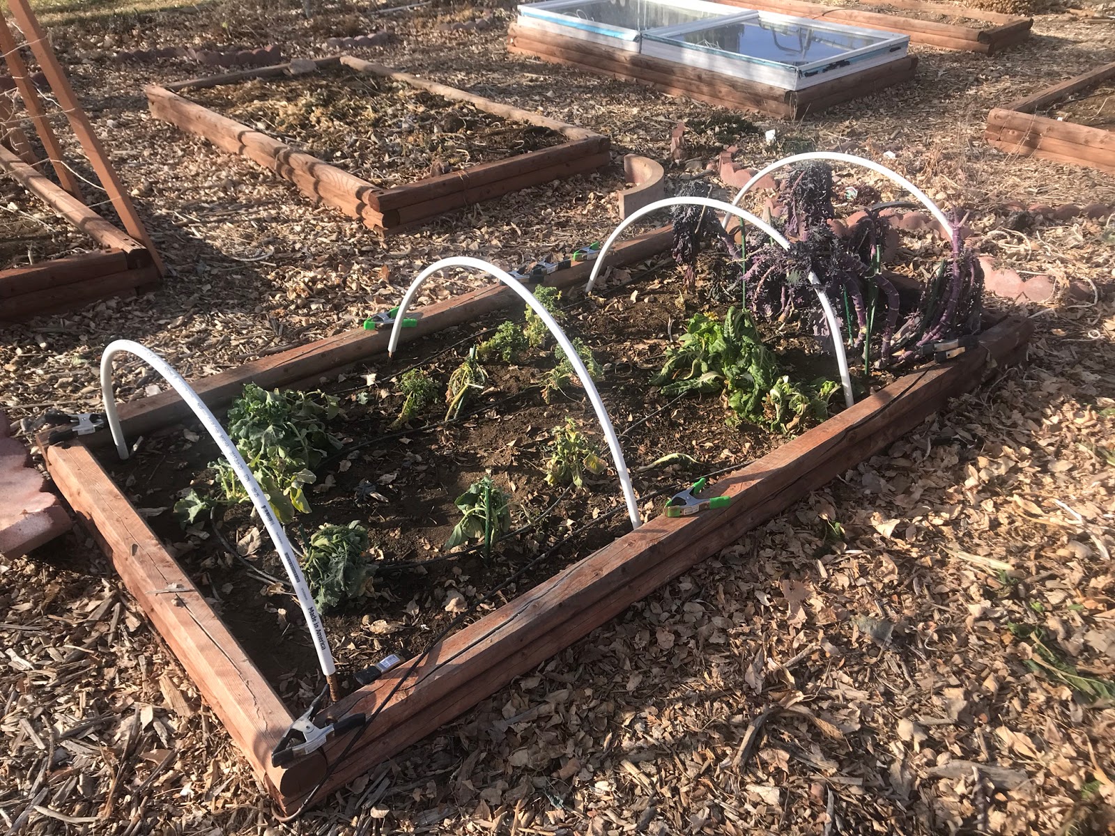 COHorts Low Tunnels Another Option for Season Extension for Backyard