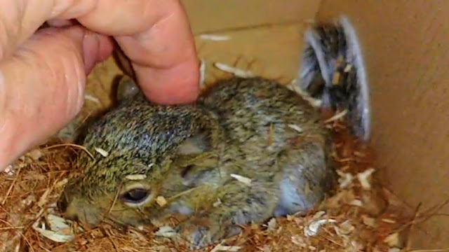  Baby Squirrels Rescued