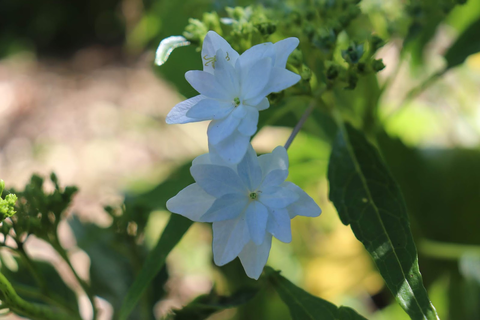 Ruby Slippers Oakleaf Hydrangea A Great Plant