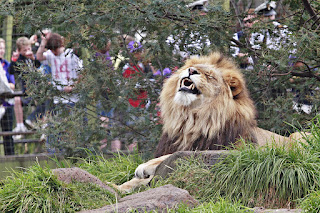 Melbourne Hayvanat Bahçesi'nde aslan, bazı ağaç barınaklarının yer aldığı yüksek çimenlik alanın tadını çıkarıyor.