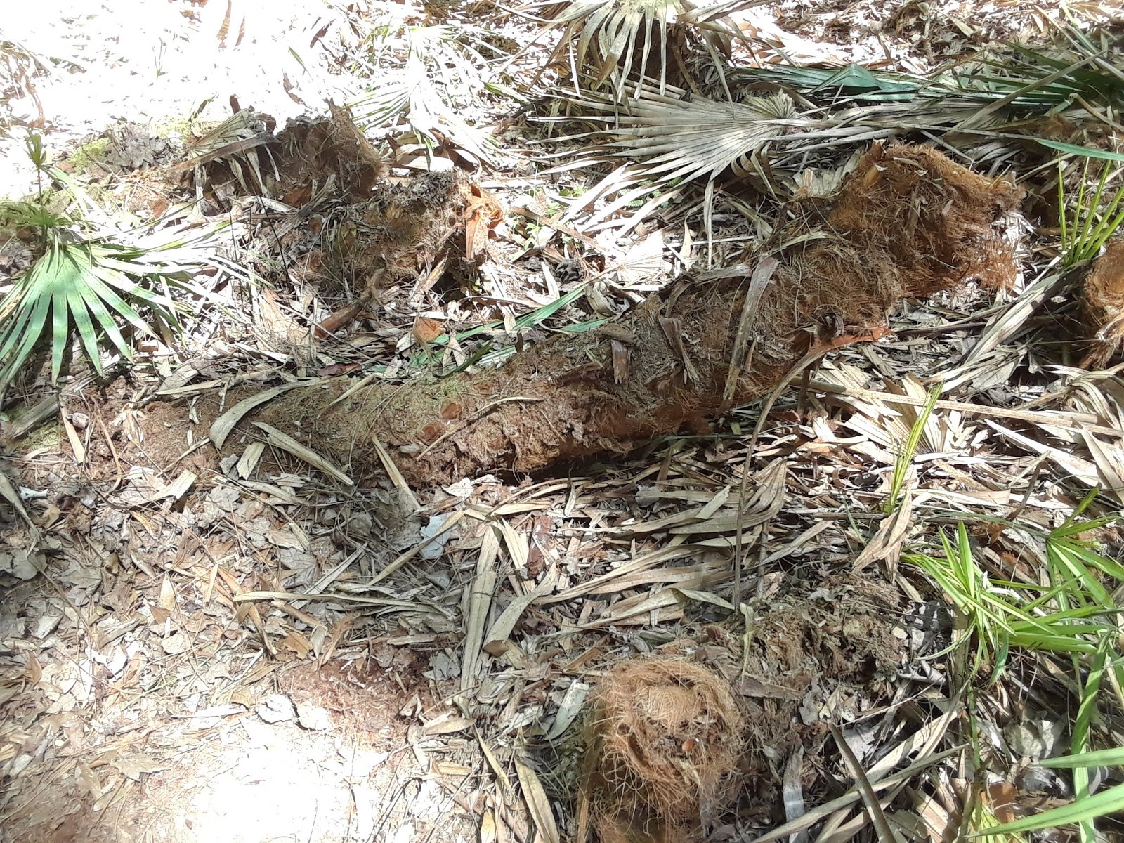 How To Compost Palmetto Palms