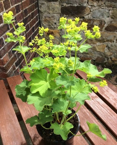 Alchemilla Mollis 'Lady's Mantle' 2ltr pot