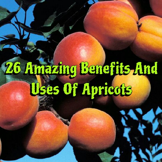 26 Amazing Benefits And Uses Of Apricots JS Pharmacy