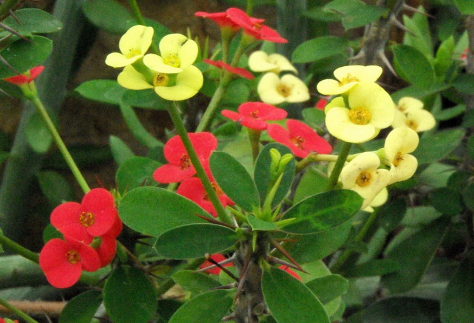 ေက်းလက္သားေလး အသံုး၀င္ Kiss Me Quick ပင္