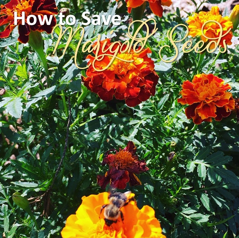 The Harris Sisters How to Save Marigold Seeds