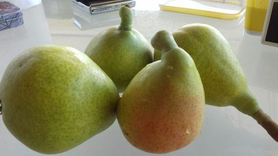 Резултат с изображение за αχλαδια Κοντούλες