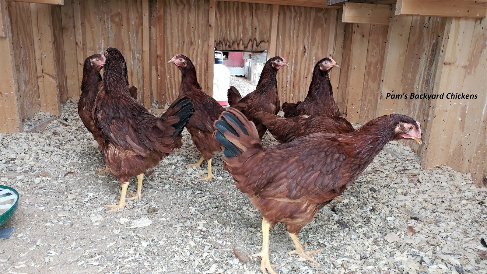 Pam's Backyard Chickens Chicken Breeds Made in America
