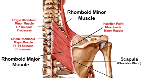 Большая ромбовидная мышца m rhomboideus Major
