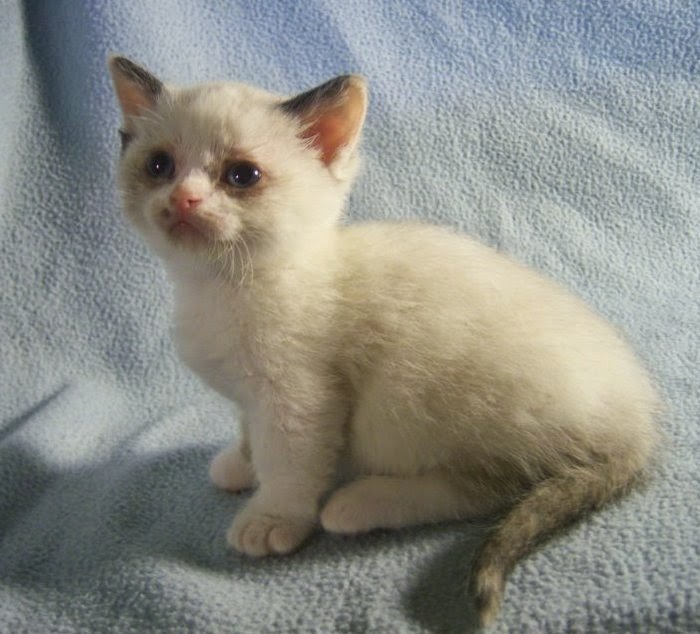 NapoleonKitty Napoleon Kittens For Sale