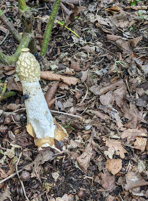 stinkhorn mushroom, fungi,