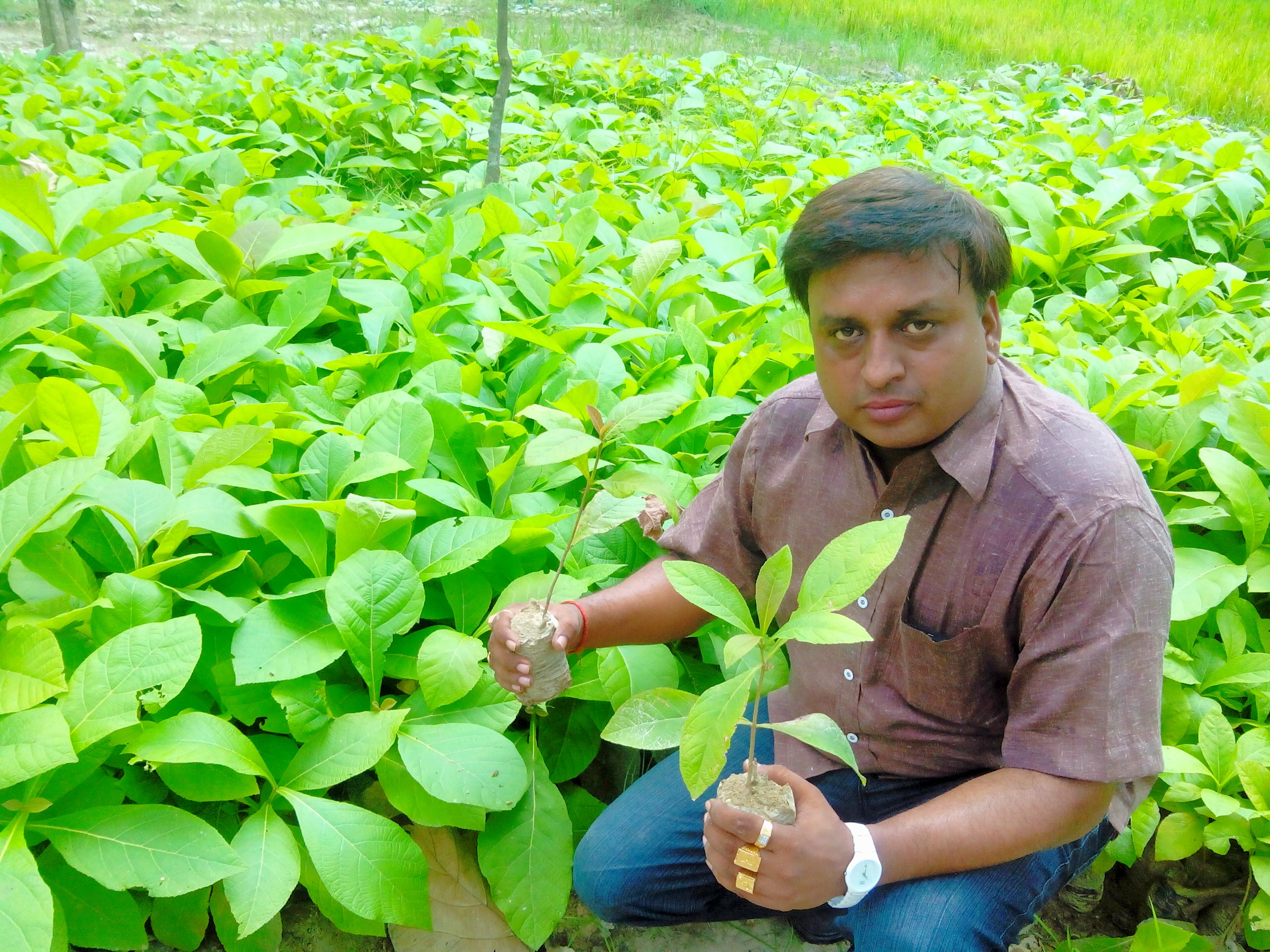 TISSUE CULTURE TEAK PLANTATION ,SAGWAN FARMING IN KERALA,PUNJAB