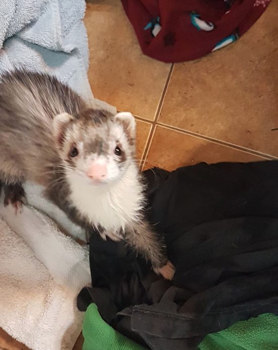 Ferrets North Adoptables