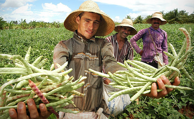 Produtores de pulses - Foto: Tamires Kopp/MDA