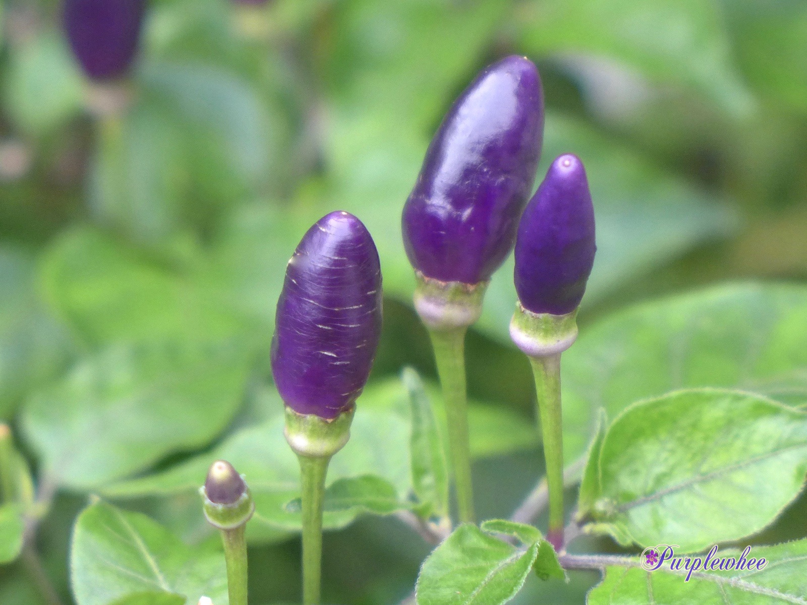薇薇花园: 紫色朝天椒
