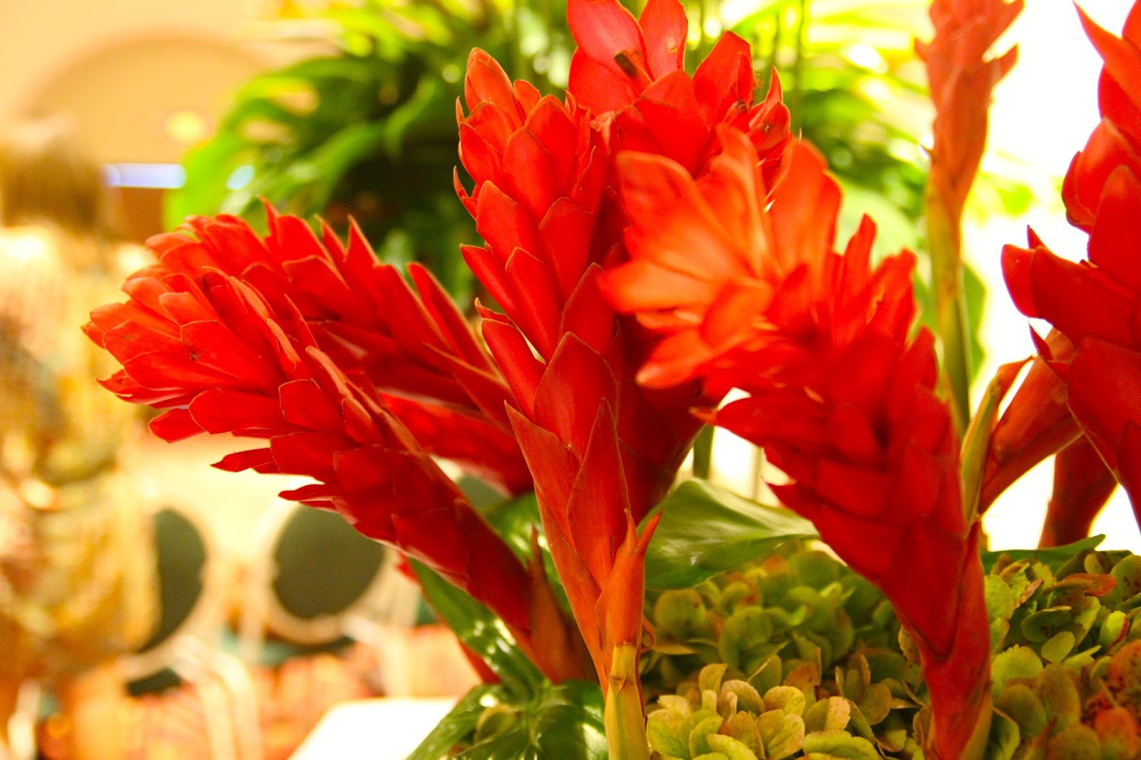 Colombian Tropical Flowers