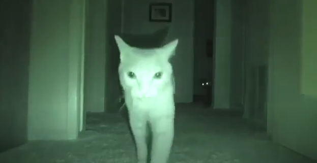 Género Brisa Debilitar Pueden los gatos ver fantasmas y espíritus? ~ Solo Gatos