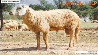 sonadi sheep breed