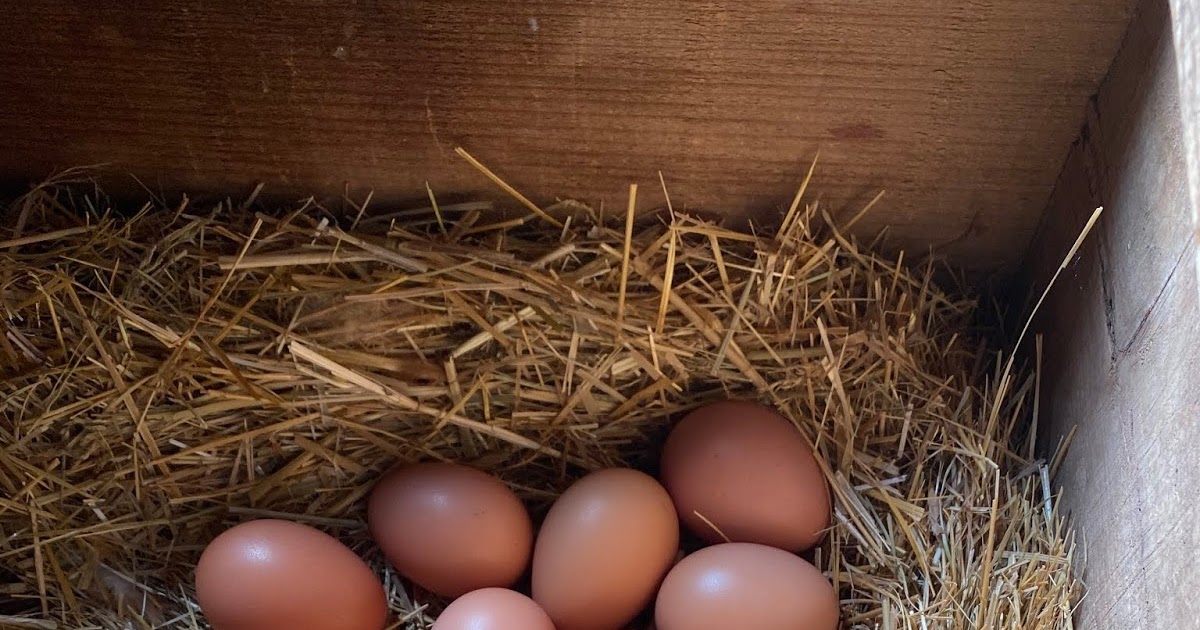 ReMARKable Farms Egg delivery protocol and egg facts...