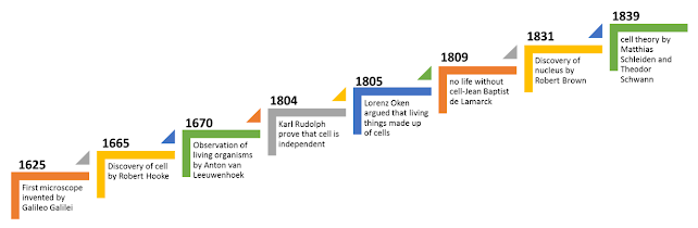 timeline for cell theory