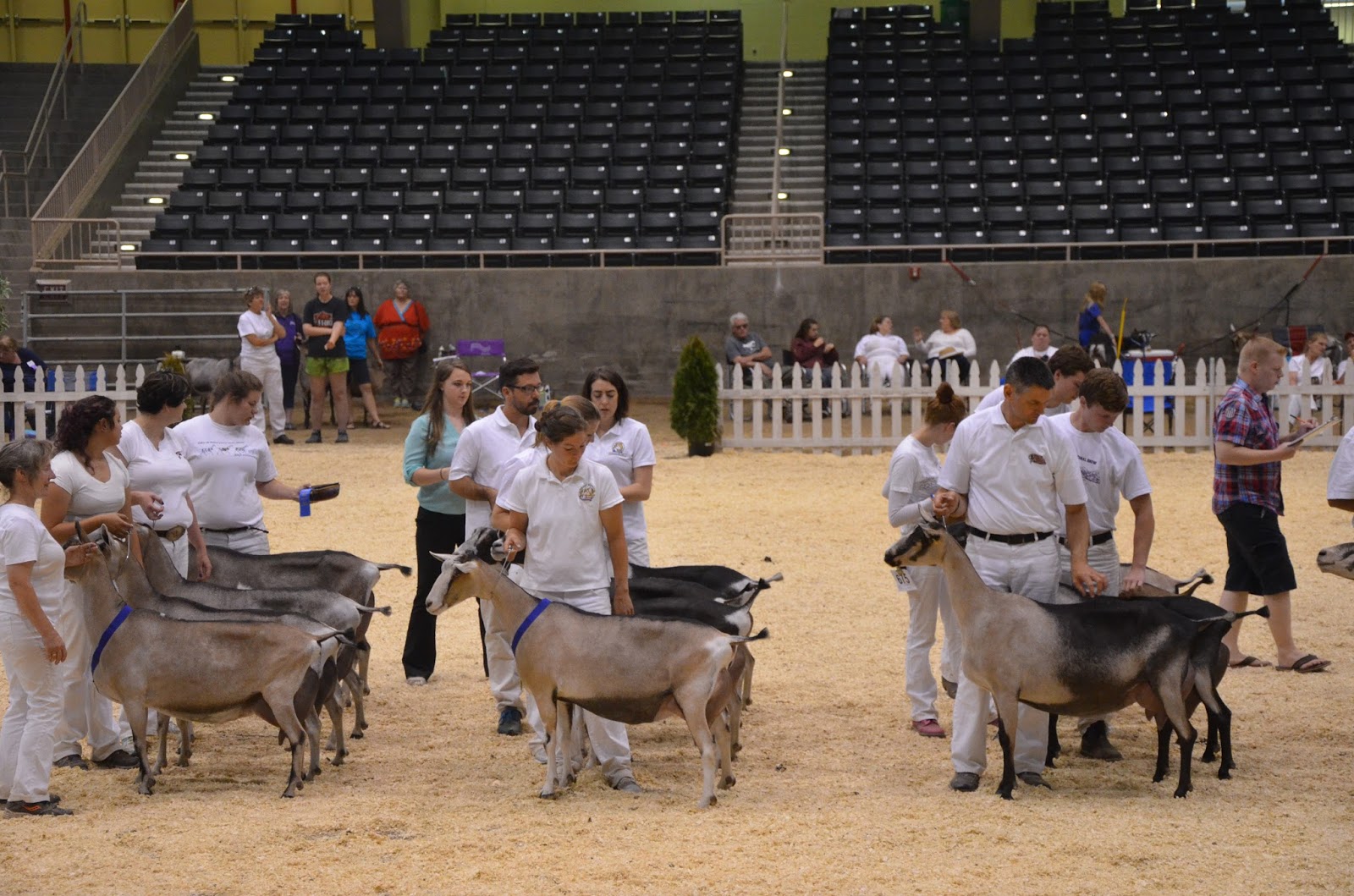 Anne's Alpines Dairy Goats ADGA National Show