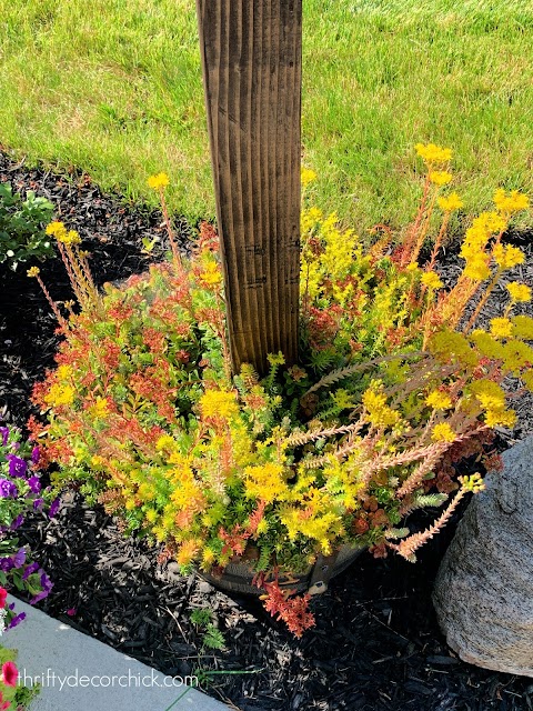 sedum plant in planter