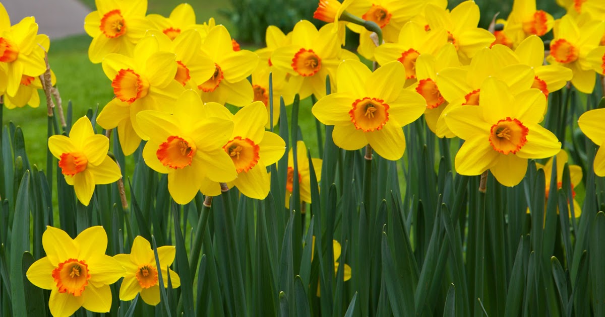 Summary of the poem “Daffodils” by William Wordsworth