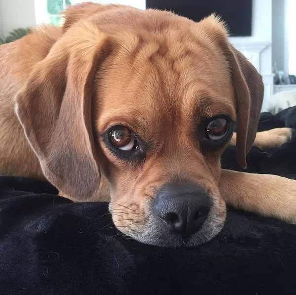Puggle dog temperament and personality