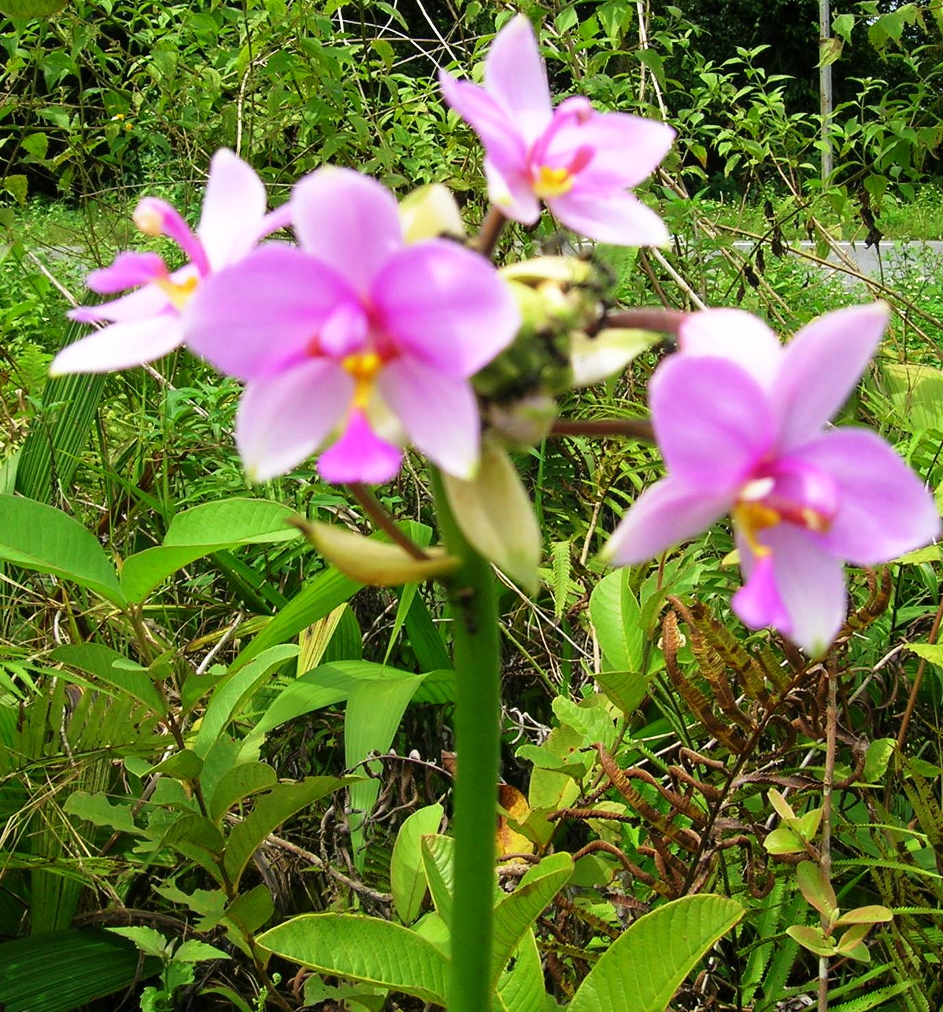 Bunggu Anggerek Papua - Jualan Online Khas Papua: Salatiga Jateng!!