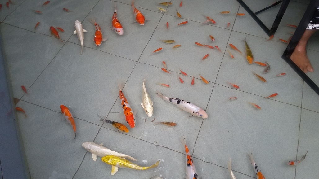 Download Gambar Lucu Makan Rujak Vina Gambar