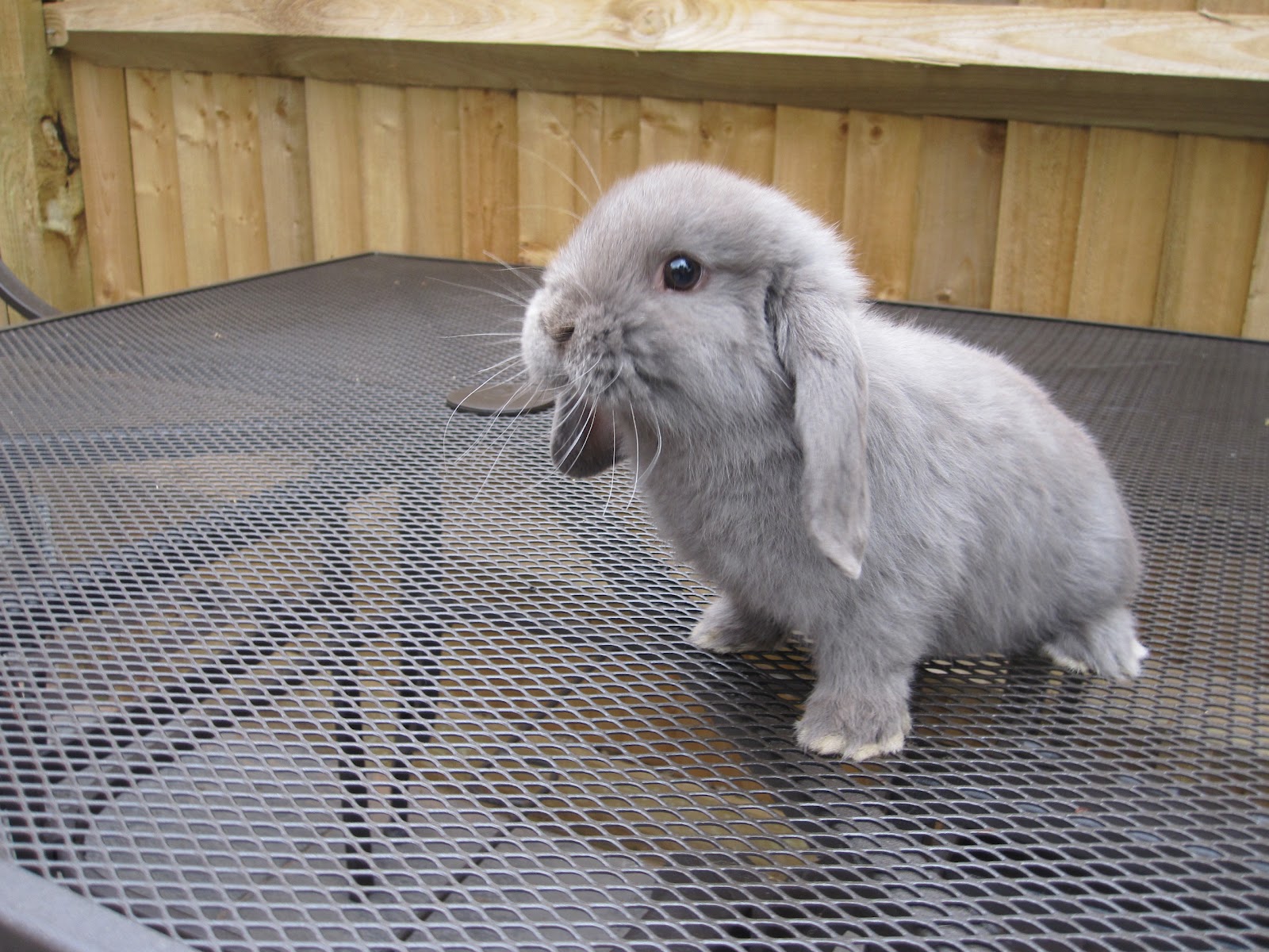 Lop Eared Bunnies Surrey Pics of bunnies for sale