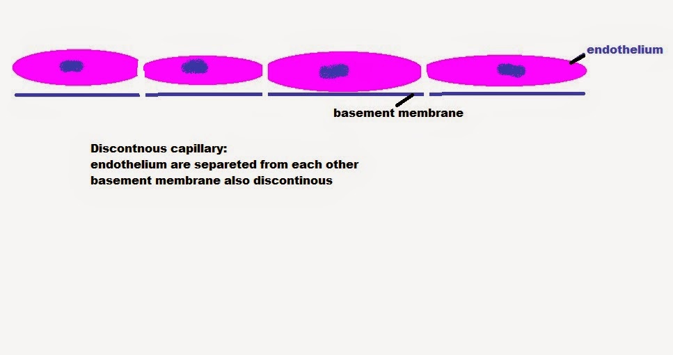 easyhumanatomy Classification of capillary easy explaination