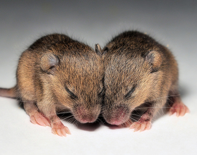 fileunderi Guam To Use Baby Mice Bombs To Eradicate Brown Snake