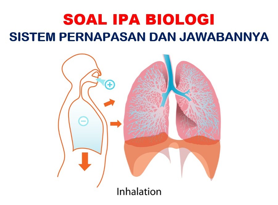 Soal Uts Sma Materi Sistem Pernapasan