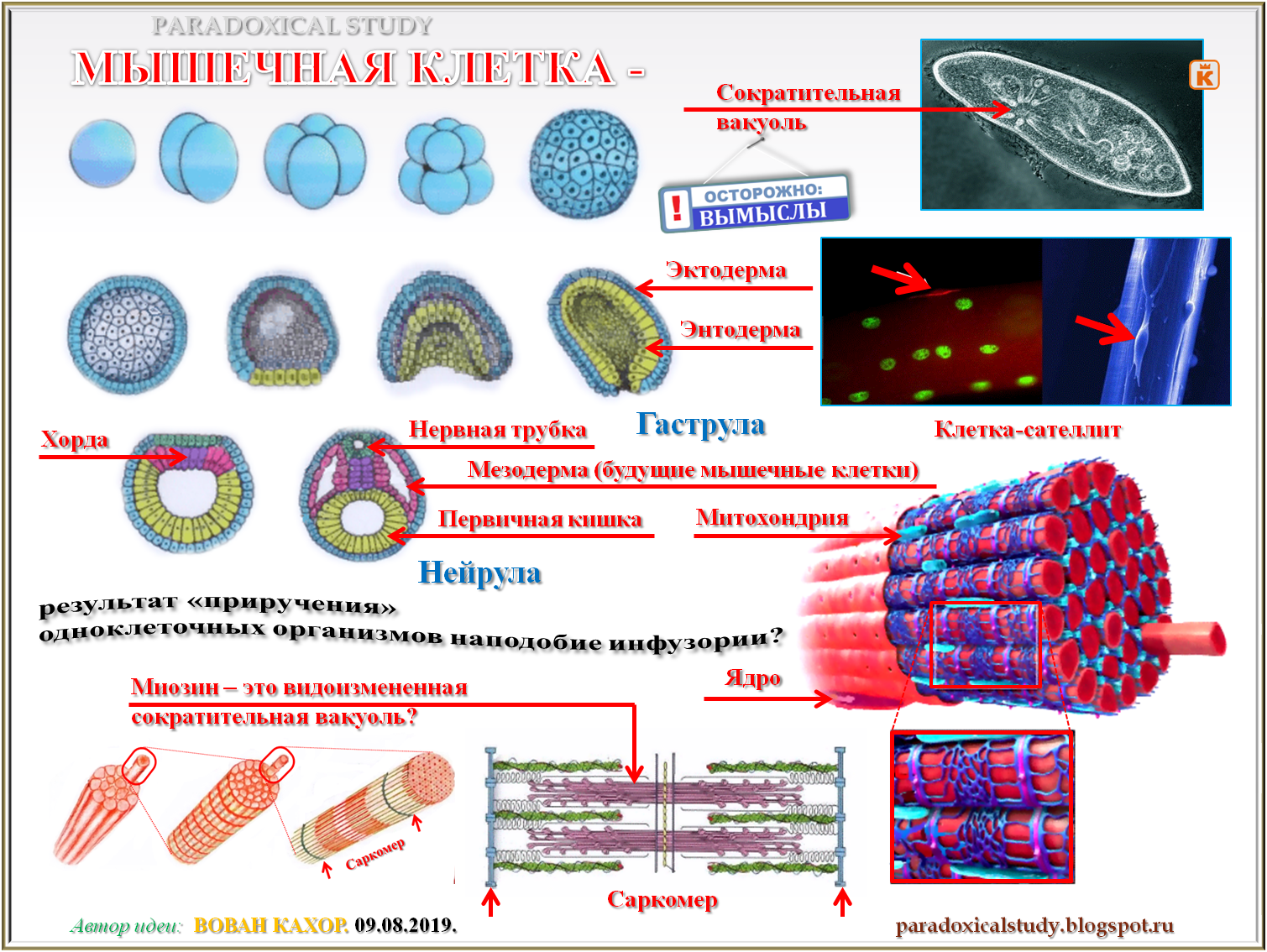 мышечное волокно скелетной мышцы. мышечная клетка рисунок. мышечная клетка уровень организации. мышечная клетка уровень организации. строение миофибриллы.