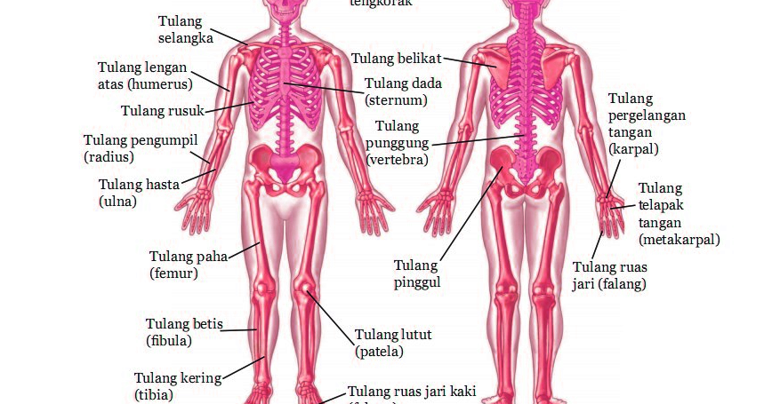 Ilmu Pengetahuan Alam Kelas 8 Kamis 06 Agustus 2020 Ilmu Pengetahuan Alam Dan Seni Budaya