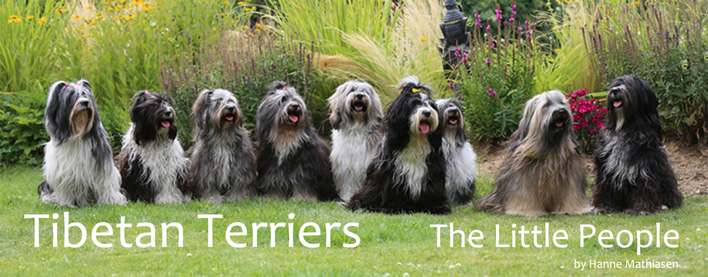 Tibetan Terriers - The Little People