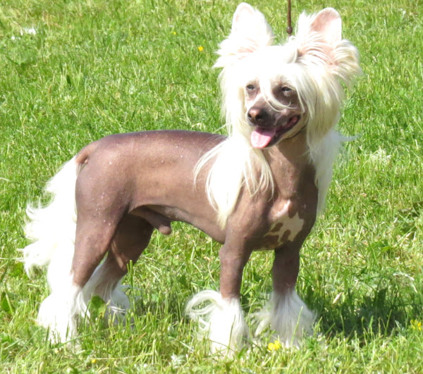 chinese crested dog, chinese crested dogs, about chinese crested dog, chinese crested dog appearance, chinese crested dog behavior, chinese crested dog color, caring chinese crested dog, chinese crested dog characteristics, chinese crested dog facts, feeding chinese crested dogs, chinese crested dog history, chinese crested dog origin, chinese crested dog temperament, chinese crested dog lifespan, chinese crested dog as pets