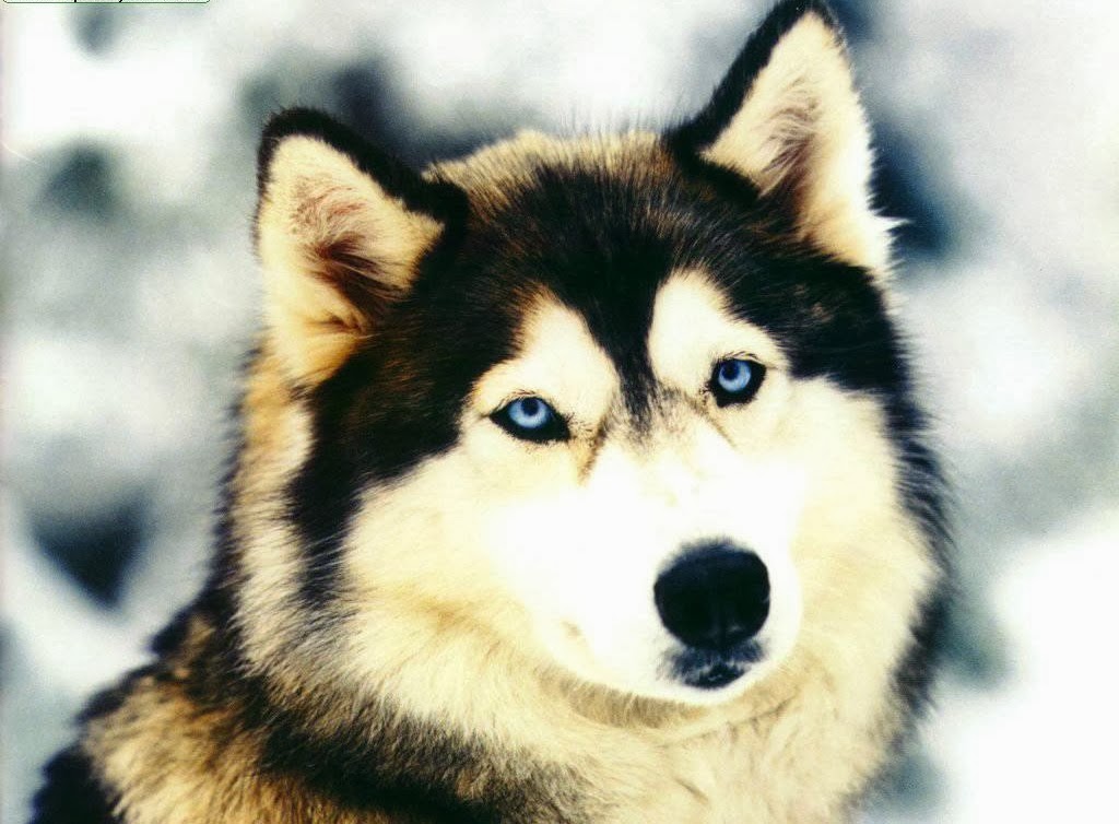 Siberian Husky Blanco y Negro Fotos De Todo Tipo De Animales