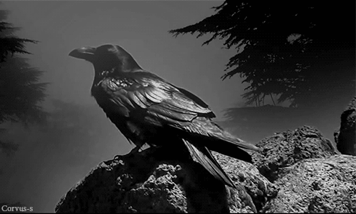Cuervos Rhae  - Página 2 Raven
