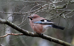 liver birds march jay