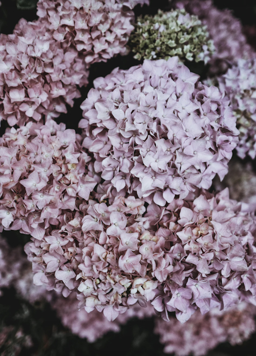 Vw Garden January 2018