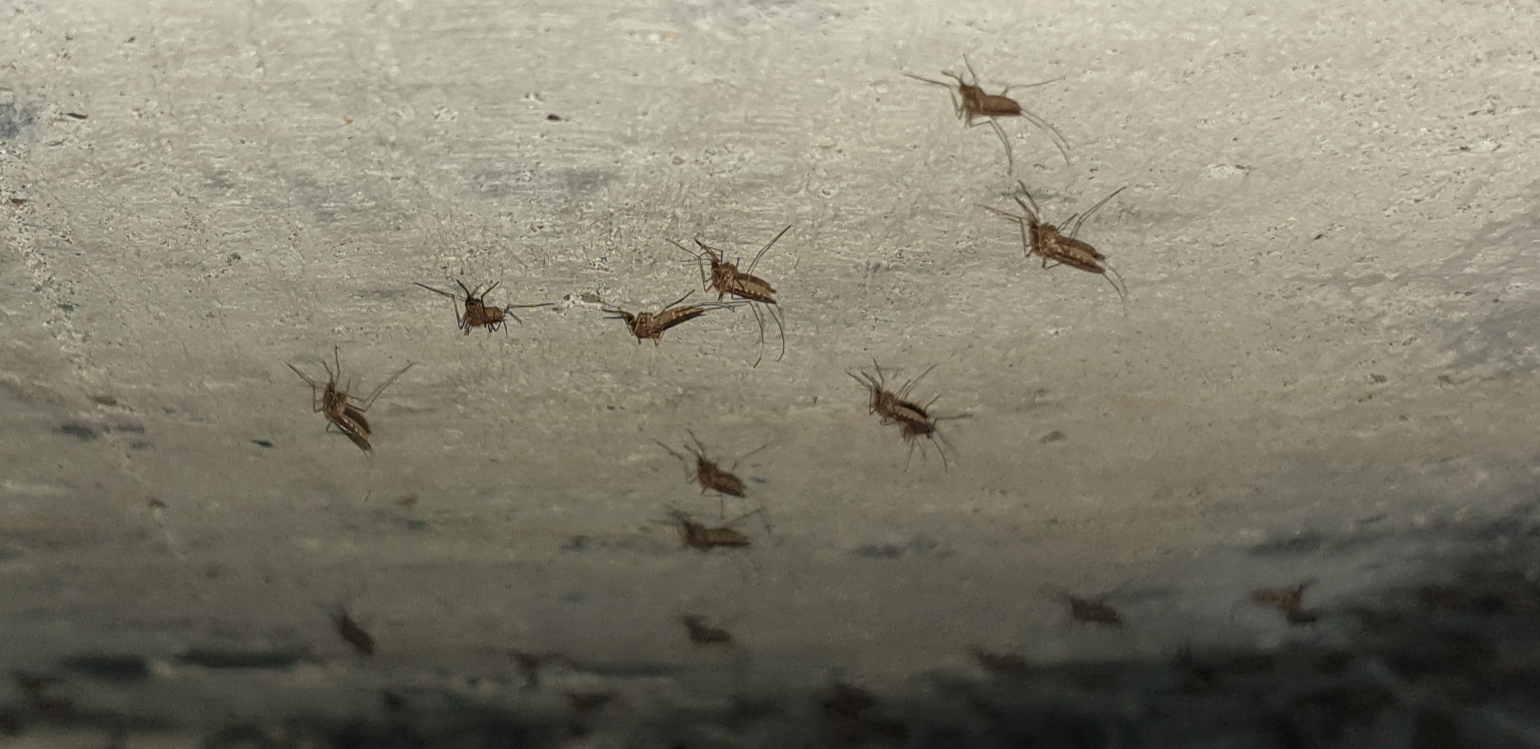 Blue Eyed Birding November 2019