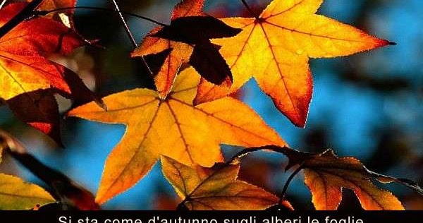 Aforismario Aforismi Frasi E Proverbi Sulle Foglie