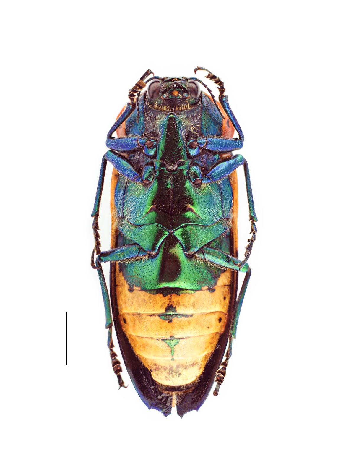 EPICURO E LA FORMA NUOVA Calodema annae