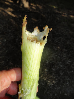 TALLO DE CEBOLLA ROÍDO POR UN TOPILLO