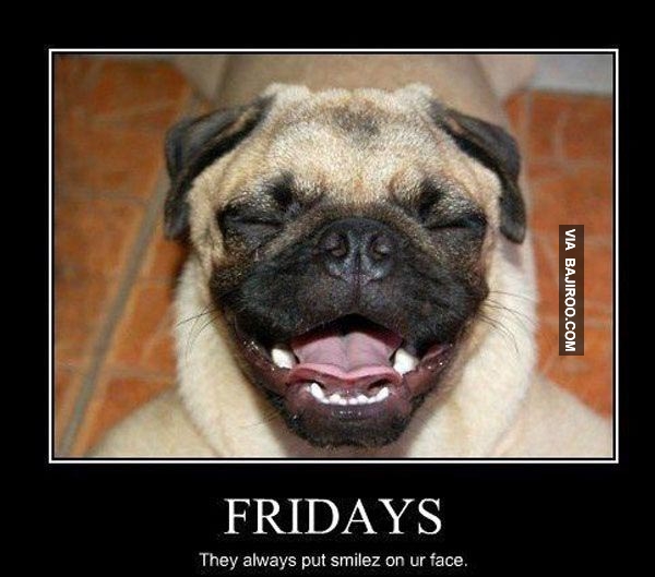 My Thoughts Exactly: Funny Friday: Dog Memes