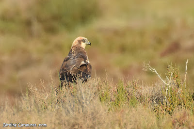 Arpella (Circus aeruginosus)