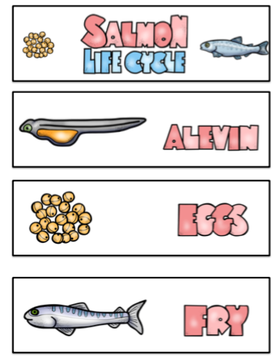 Salmon Life Cycle Math and Literature (updated!) ~ Preschool Printables