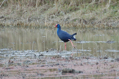 Polla blava (Porphyrio porphyrio)